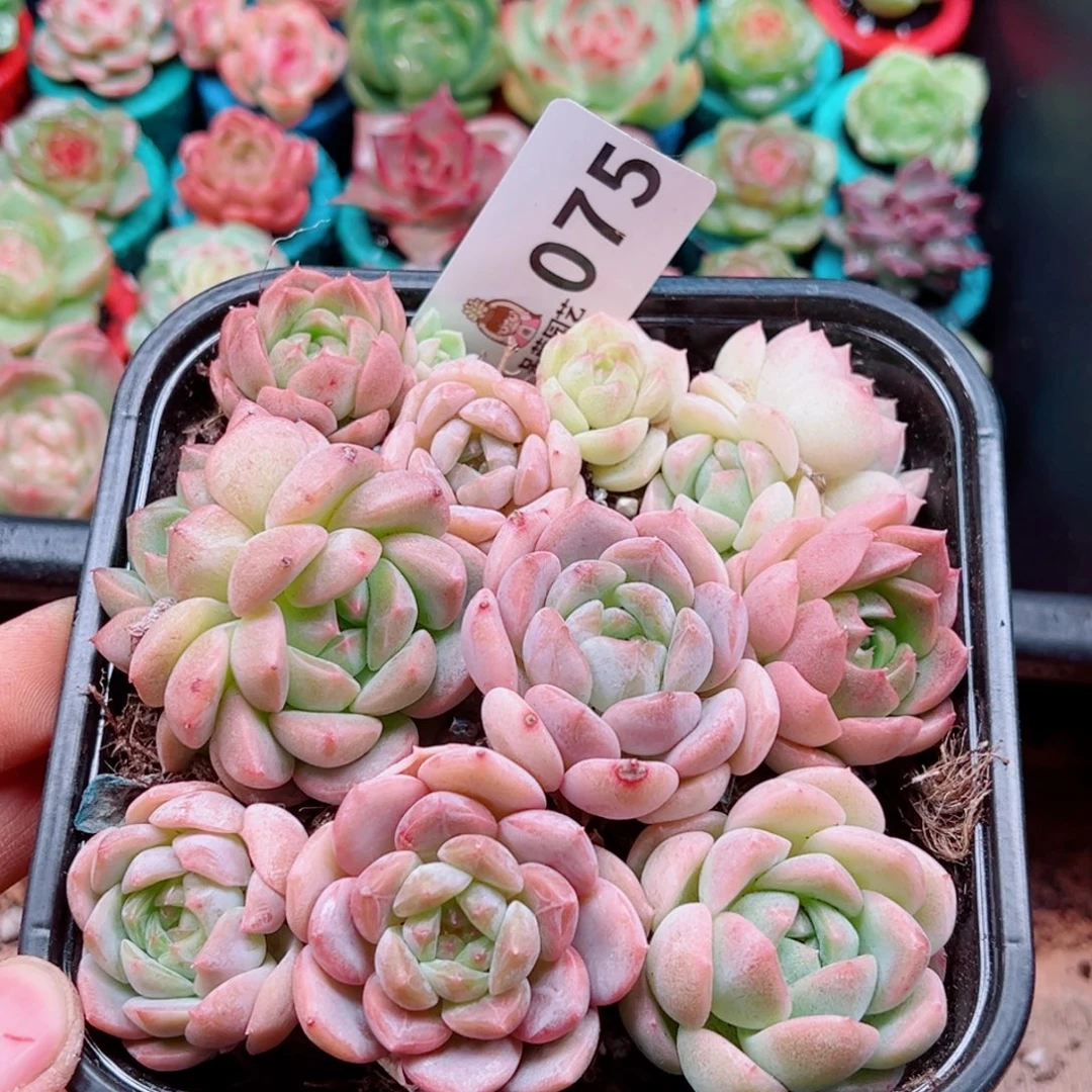 多肉植物多肉植物