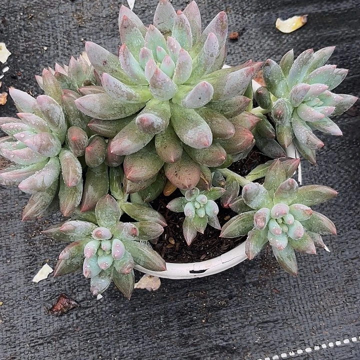 F****所罗门大群无砍一物一拍