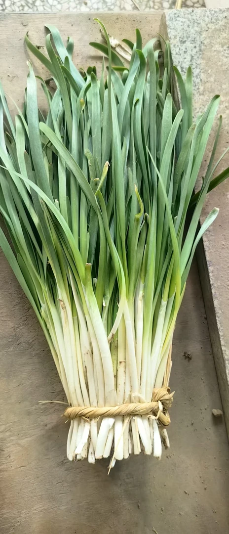 新鲜山东头茬韭菜农家自种嫩韭菜包饺子必备产地直发贡韭时令蔬菜