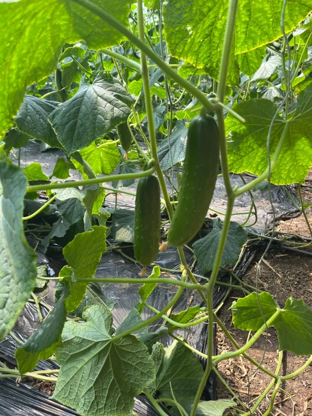 长春本地现栽旱黄瓜