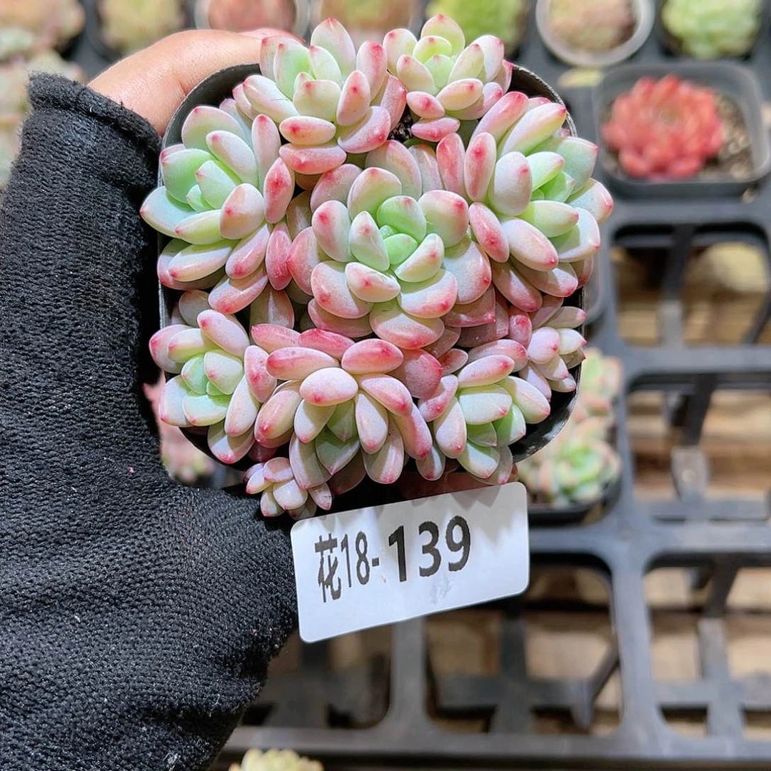 花18-139新品群生