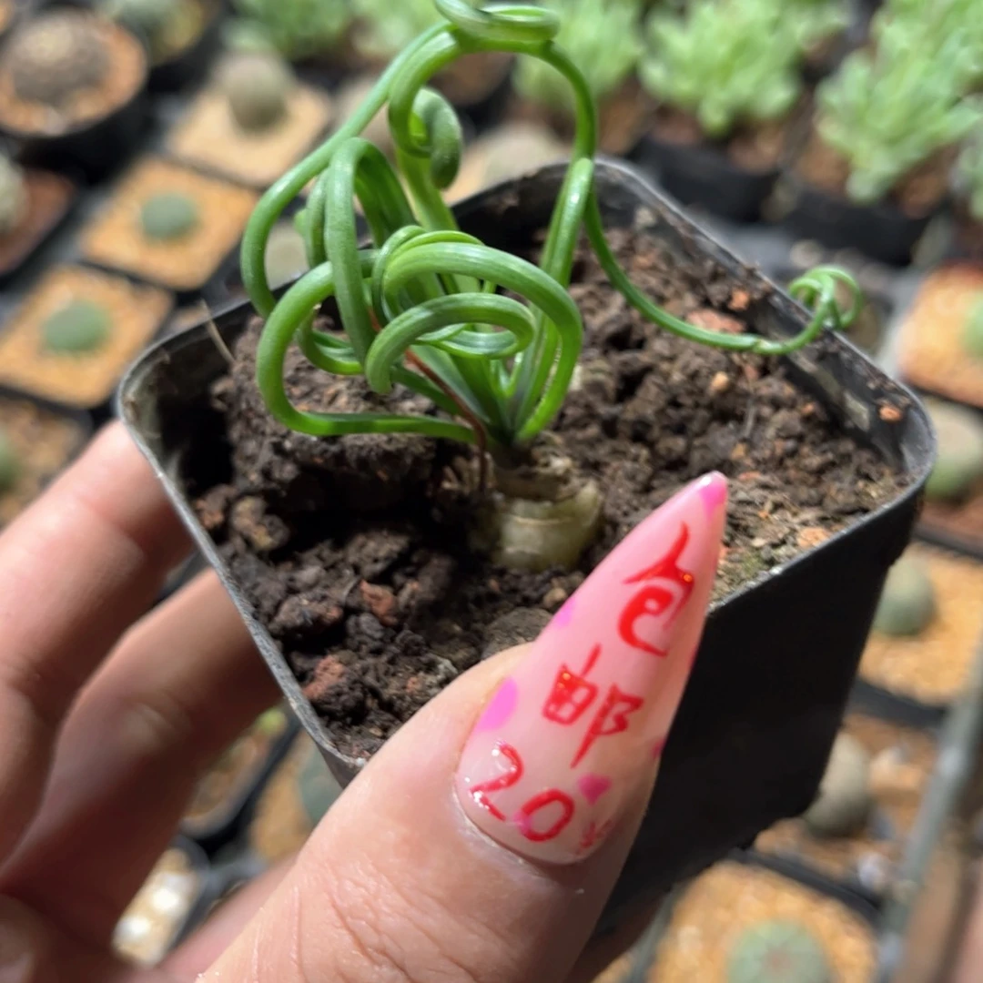 细叶弹簧草单头发货有根