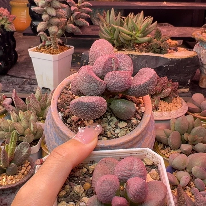 7***0          吉祥如意。