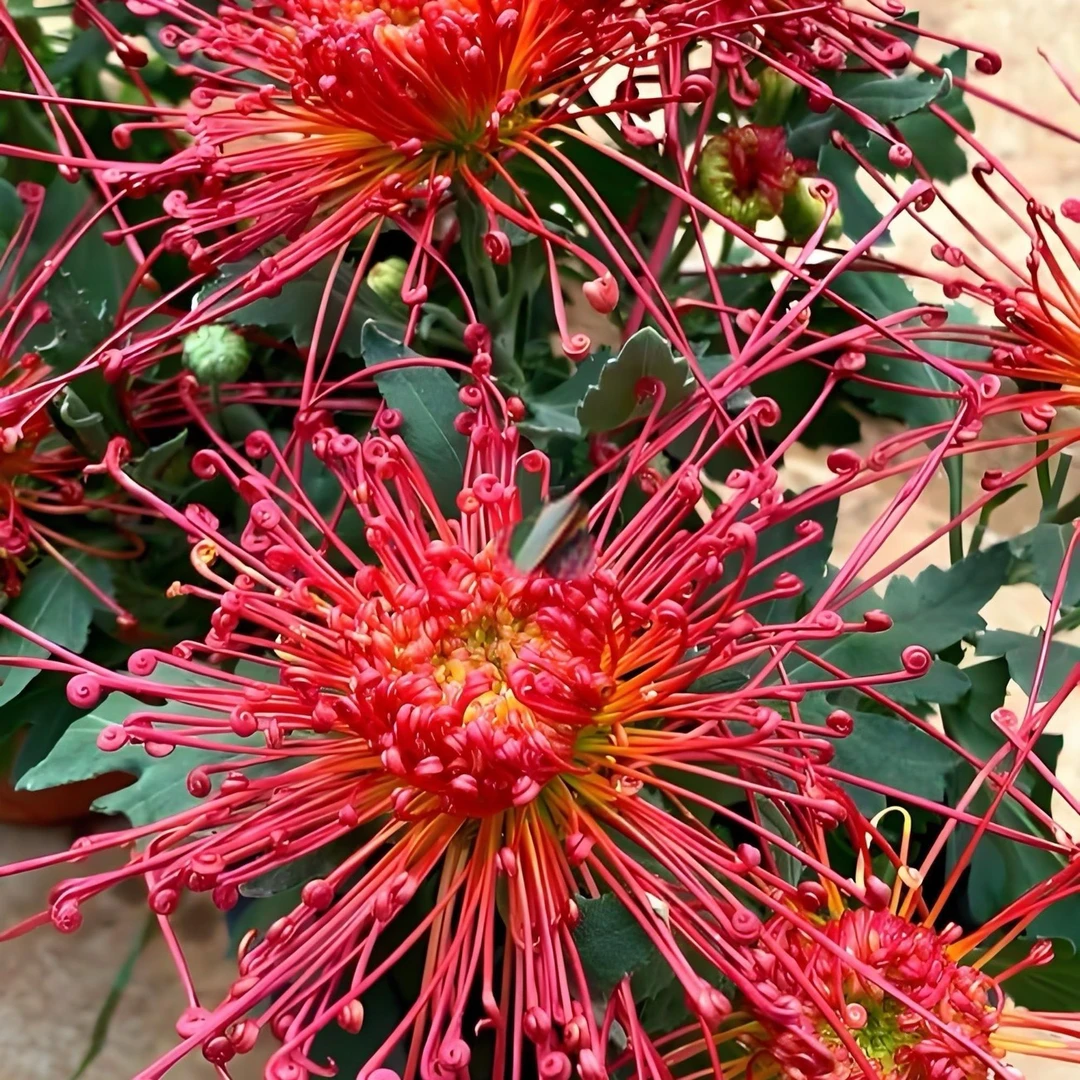 大花九月菊盆栽带花苞耐寒好养开花花卉植物