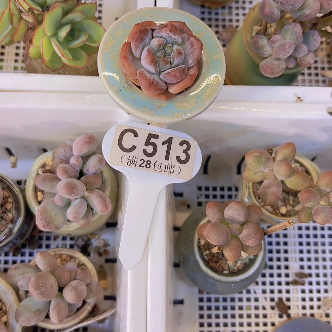 C513奶盖一物一拍