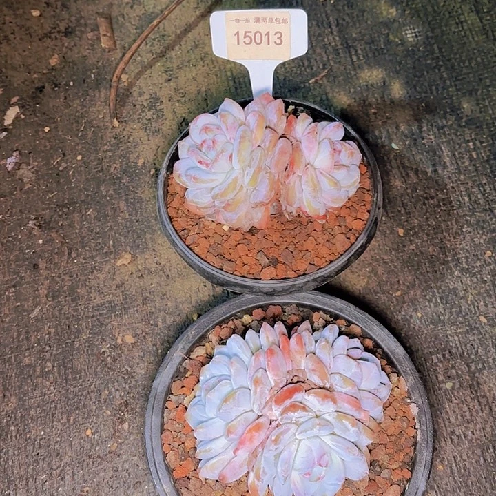 咕***?石榴籽一物一拍15013