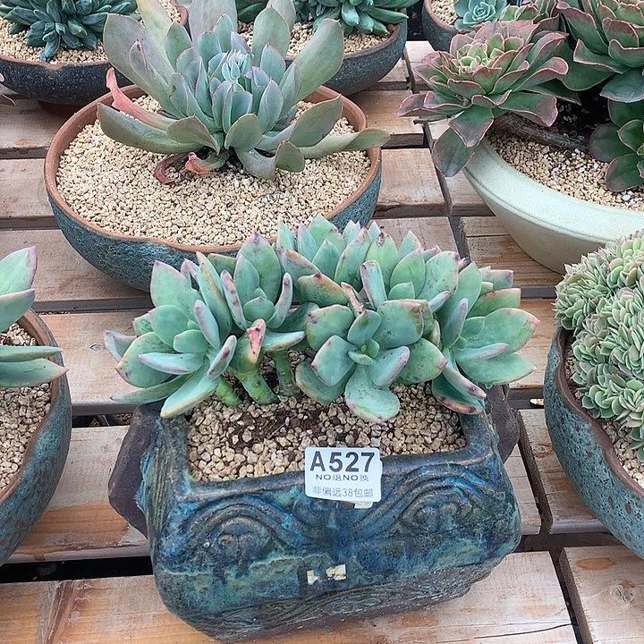 芒果美人缀化  全场8折 需延迟发货