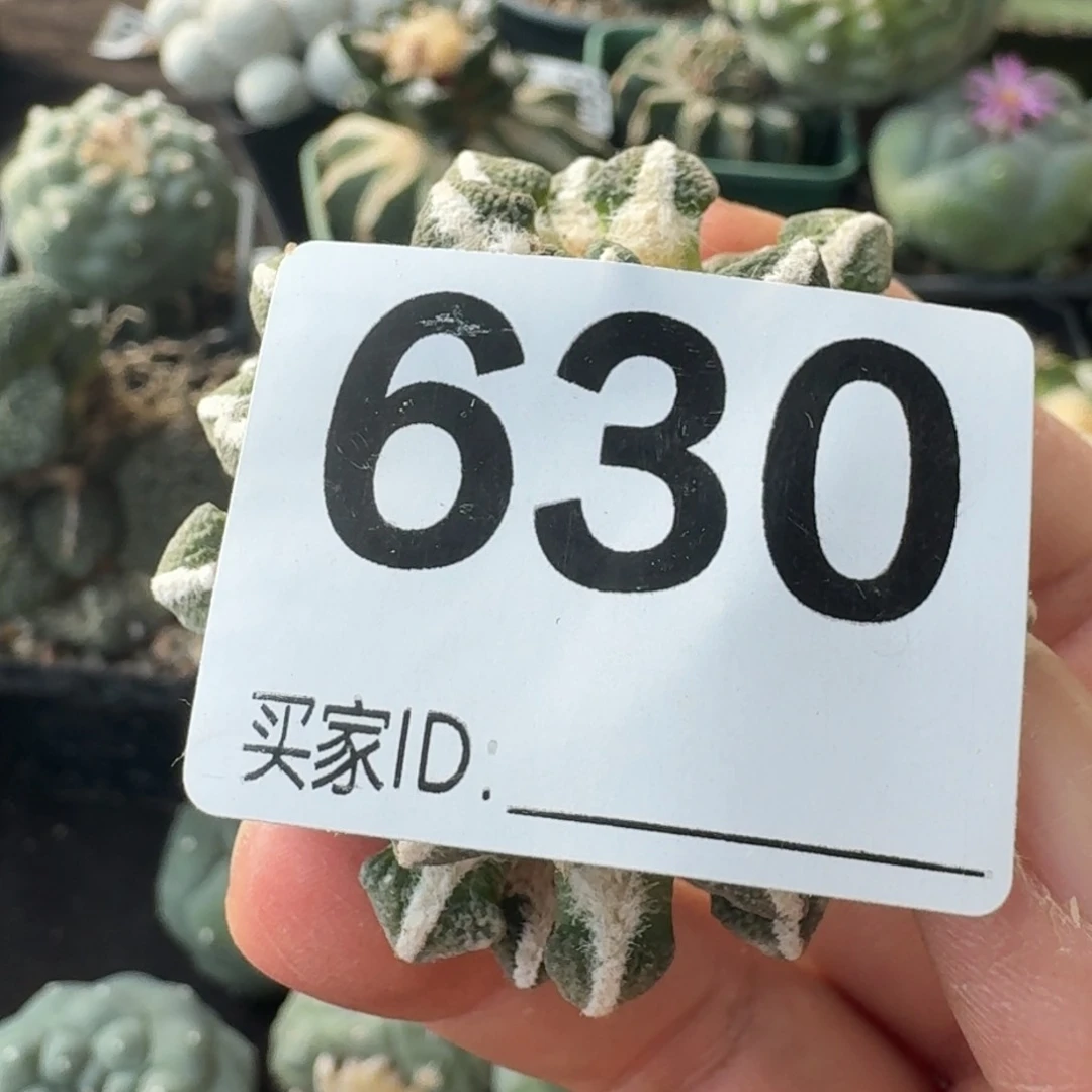 【闪购商品】不*落地黑牡丹630