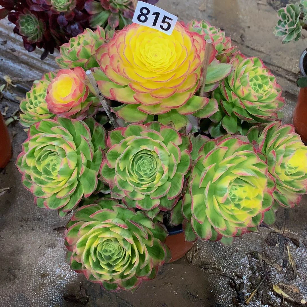 春****?多肉海王815.0000000