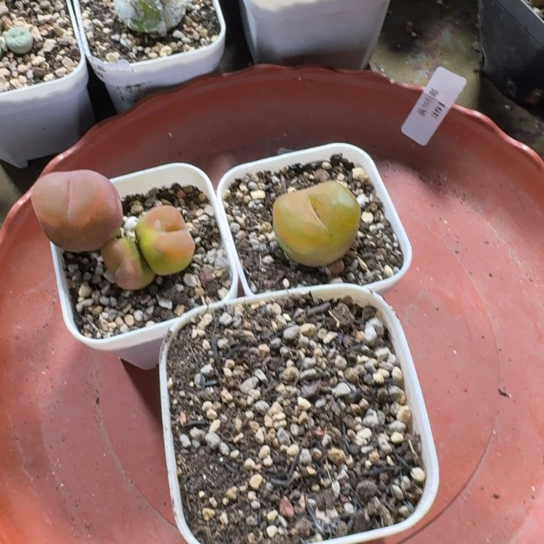 L**k391。三颗毛毛。好看