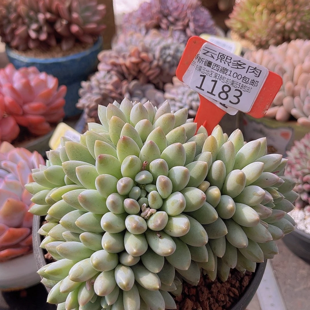 1183奶糖多肉植物