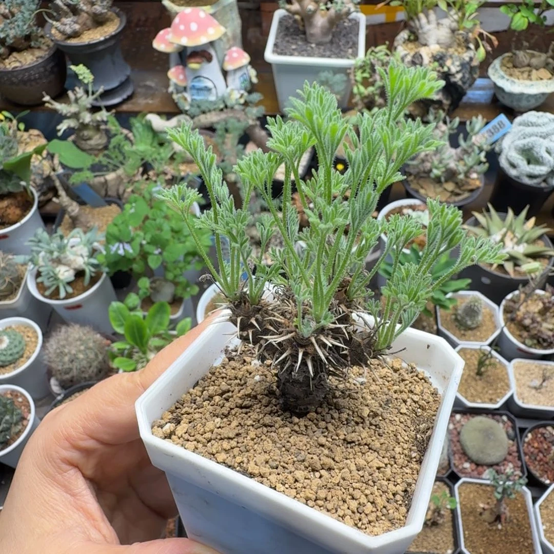 刺猬洋葵202仙人掌