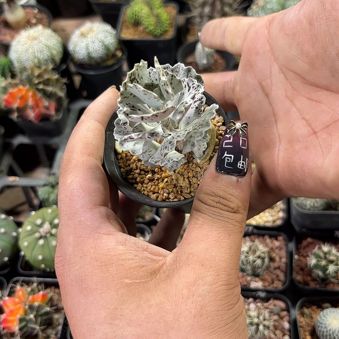 量拍小白雀扇单头脱土发货有根