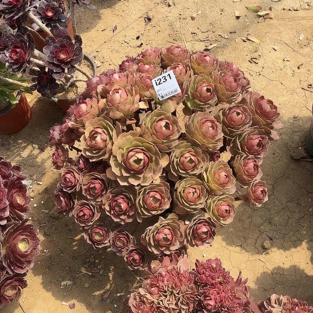 一**舟231万圣节多肉植物