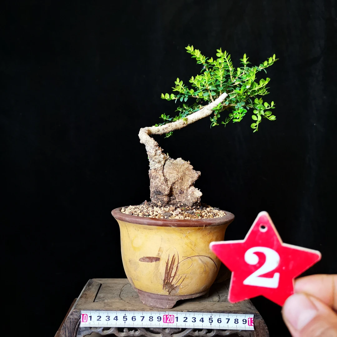 珍珠黄杨小精品熟桩云南九顶山叶小光亮 带盆栽好庭院原产地发货