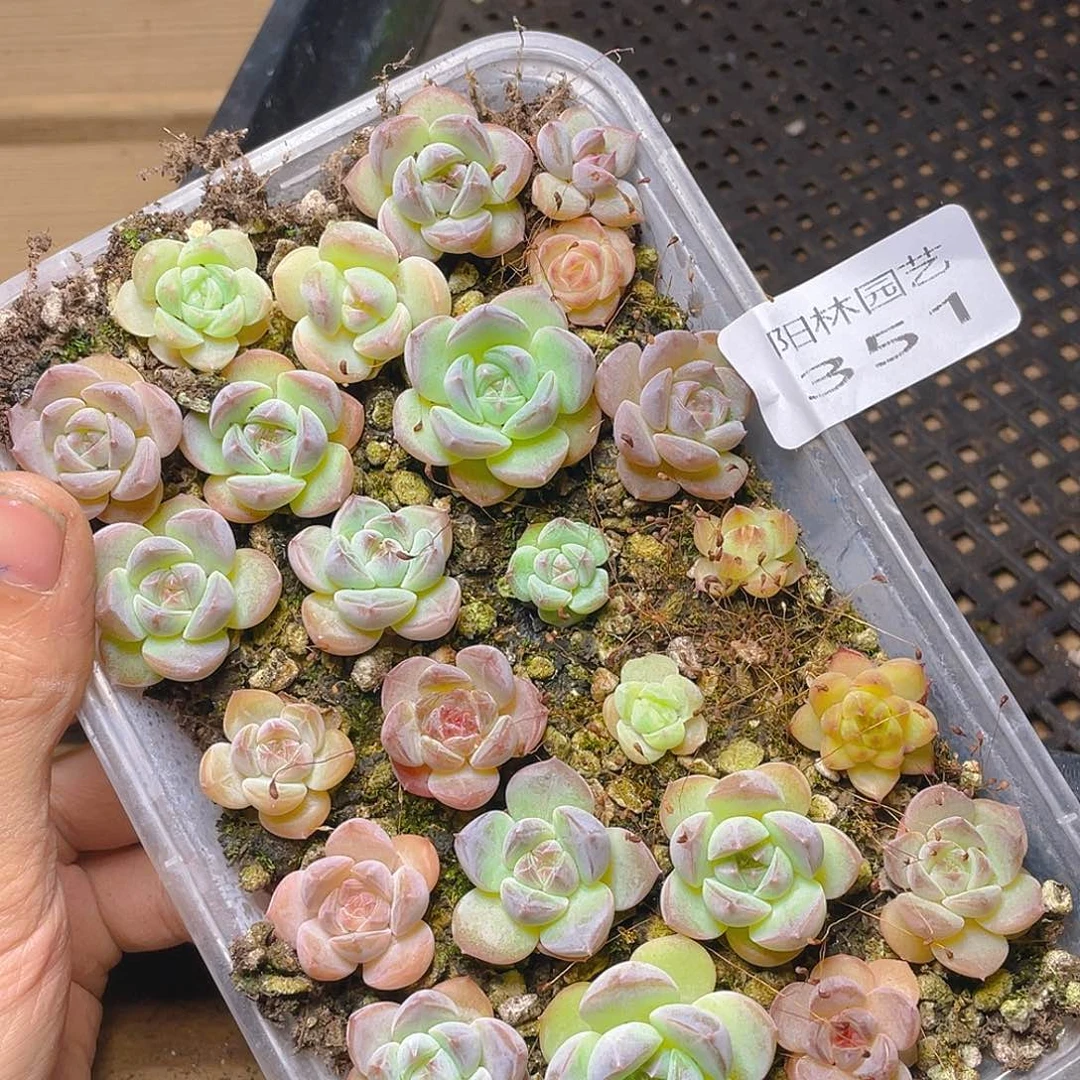 多肉植物多肉植物351