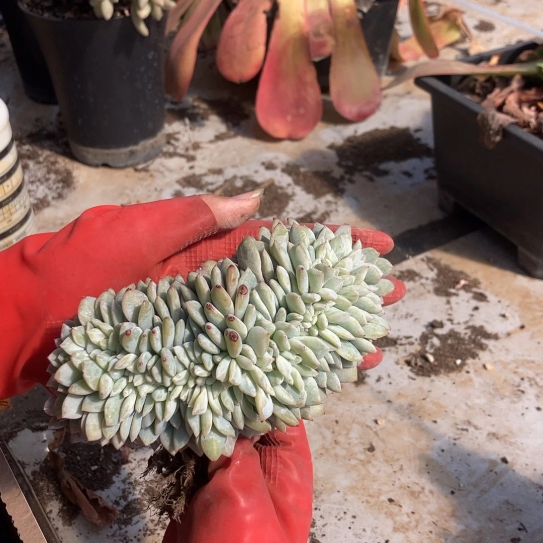 4.76星影缀化一棵随机发货