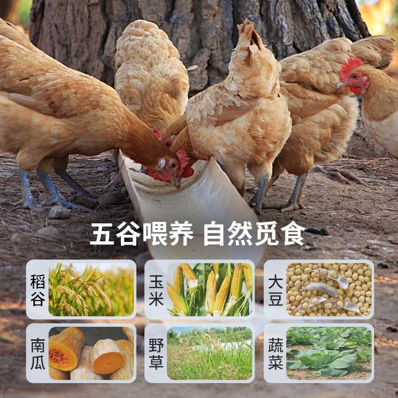 {老渔山货专属链接}正宗林间散养土鸡蛋