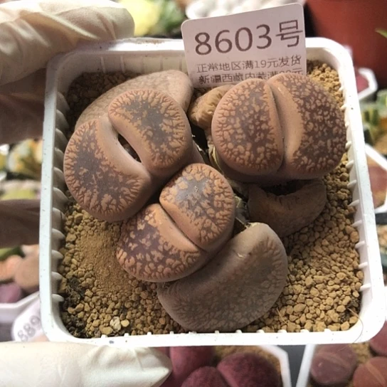 8603，日轮群如图一物一拍