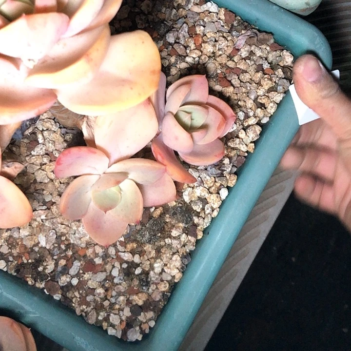 S****姥110//////////////////