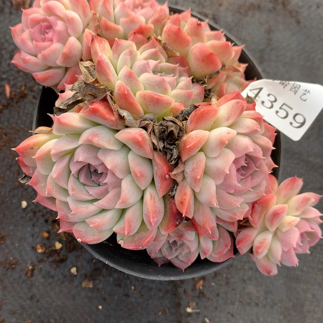 4359杂交多肉植物