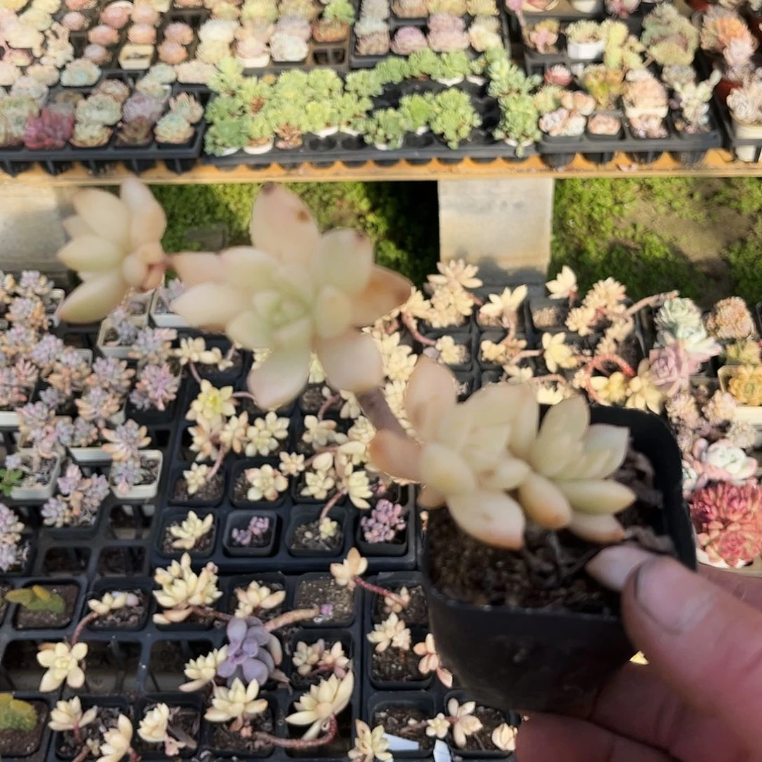 我*90多肉植物提取萃取剂中