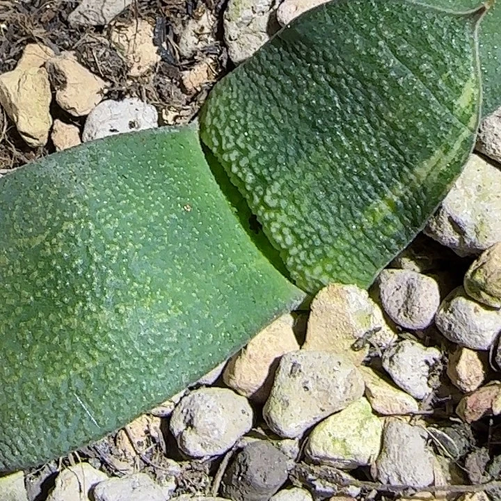 23号宽短旋转大凸釉锦