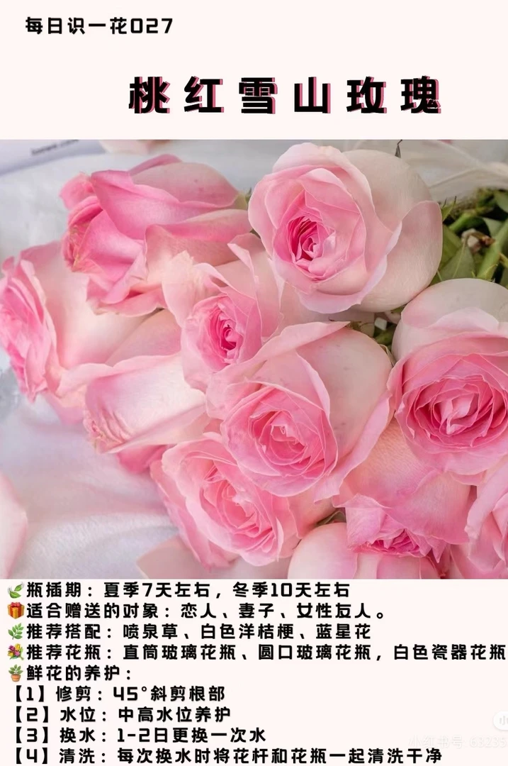 （桃红雪山）小七月季盆栽带盆带土有香味