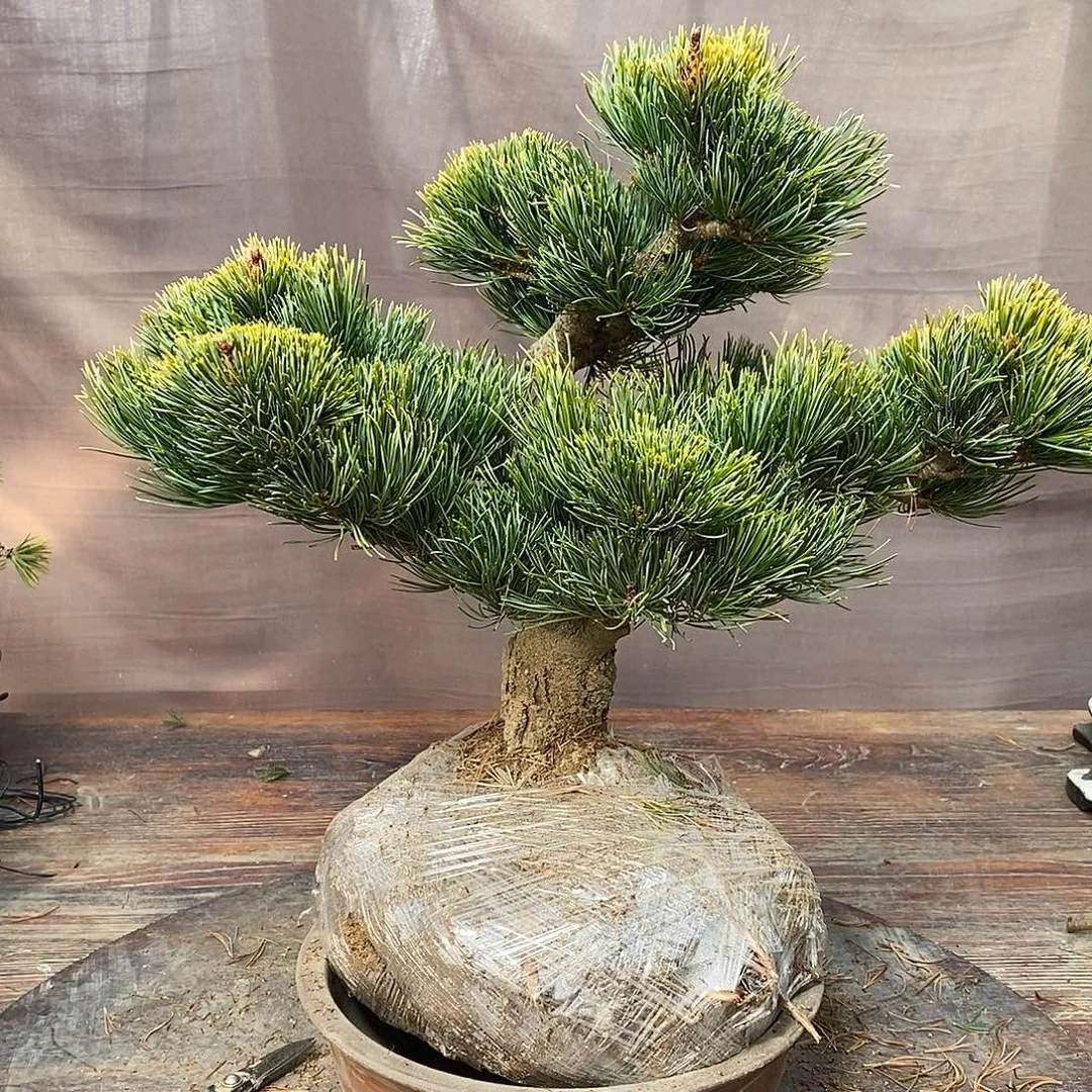 无花朵盆景大阪松