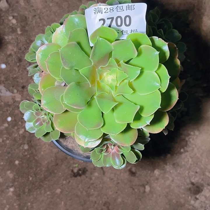 2700香妃多肉植物保护