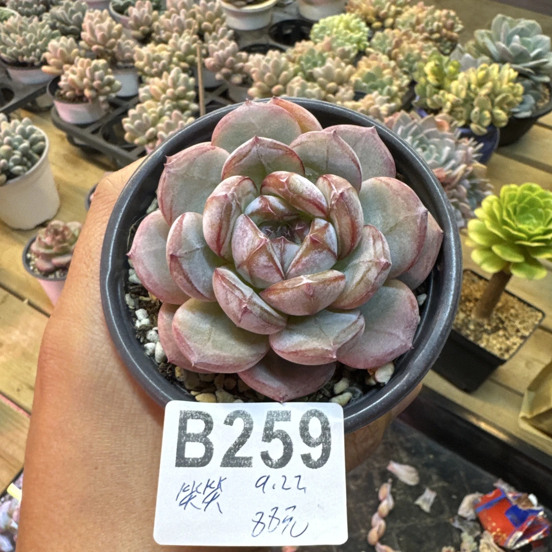 B259，笑笑，多肉植物，杂交