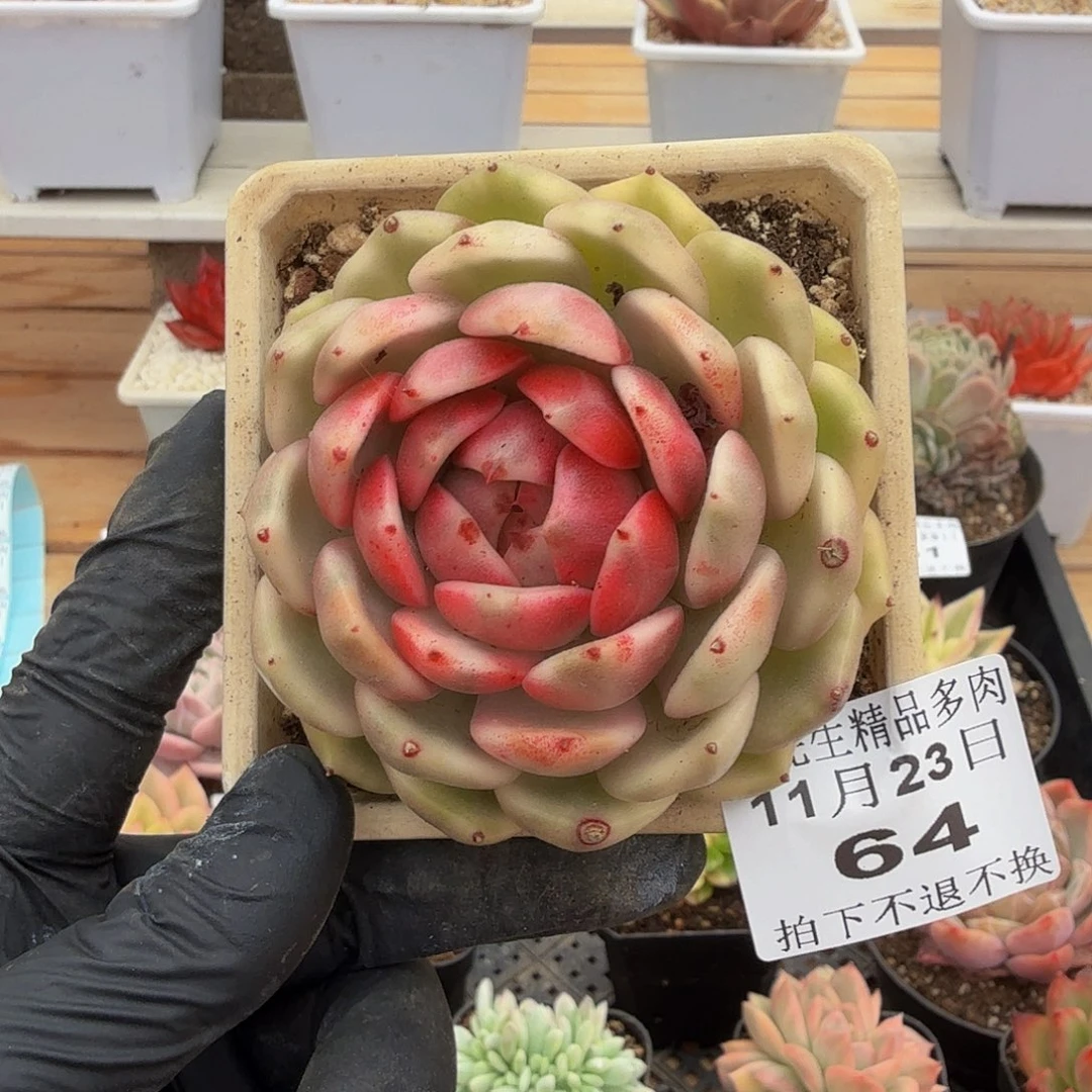 1123-64黑玫瑰锦单头