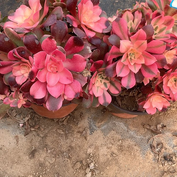 多肉植物香妃有砍112