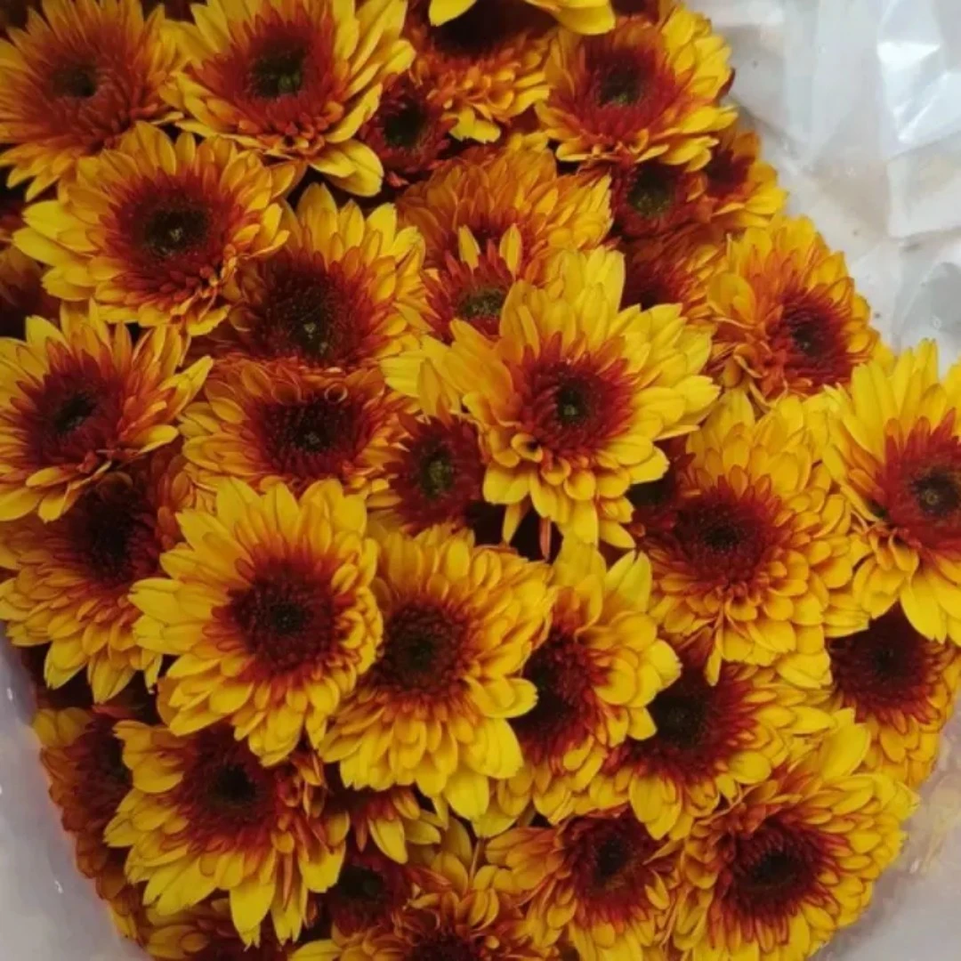 【俊奕鲜花】小菊布鲁诺黄10支一扎（4单以内一个运费）