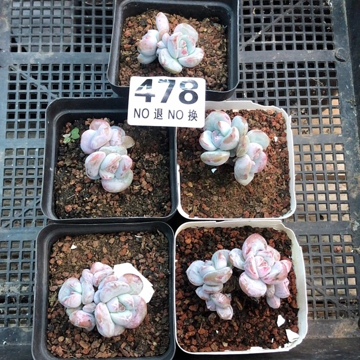 星影石榴籽福利出咯 478