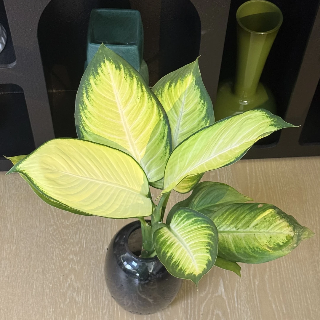 【水培】玛丽安粉黛万年青办公室桌面绿植耐阴植物新手