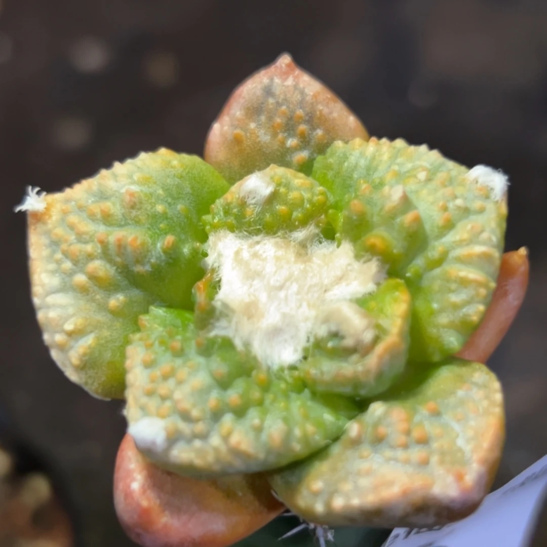 665 仙人球的牡丹啊