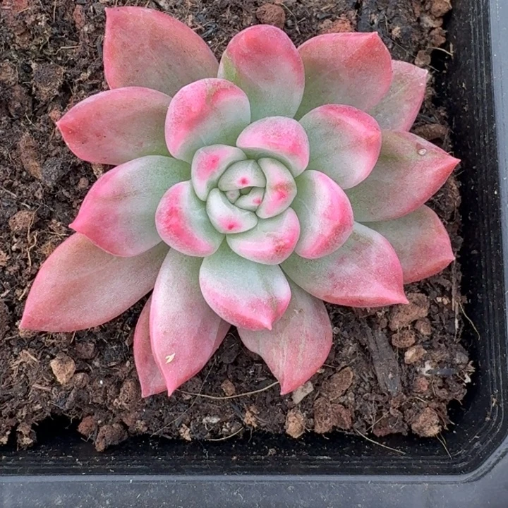 鹰嘴红锦一物一拍