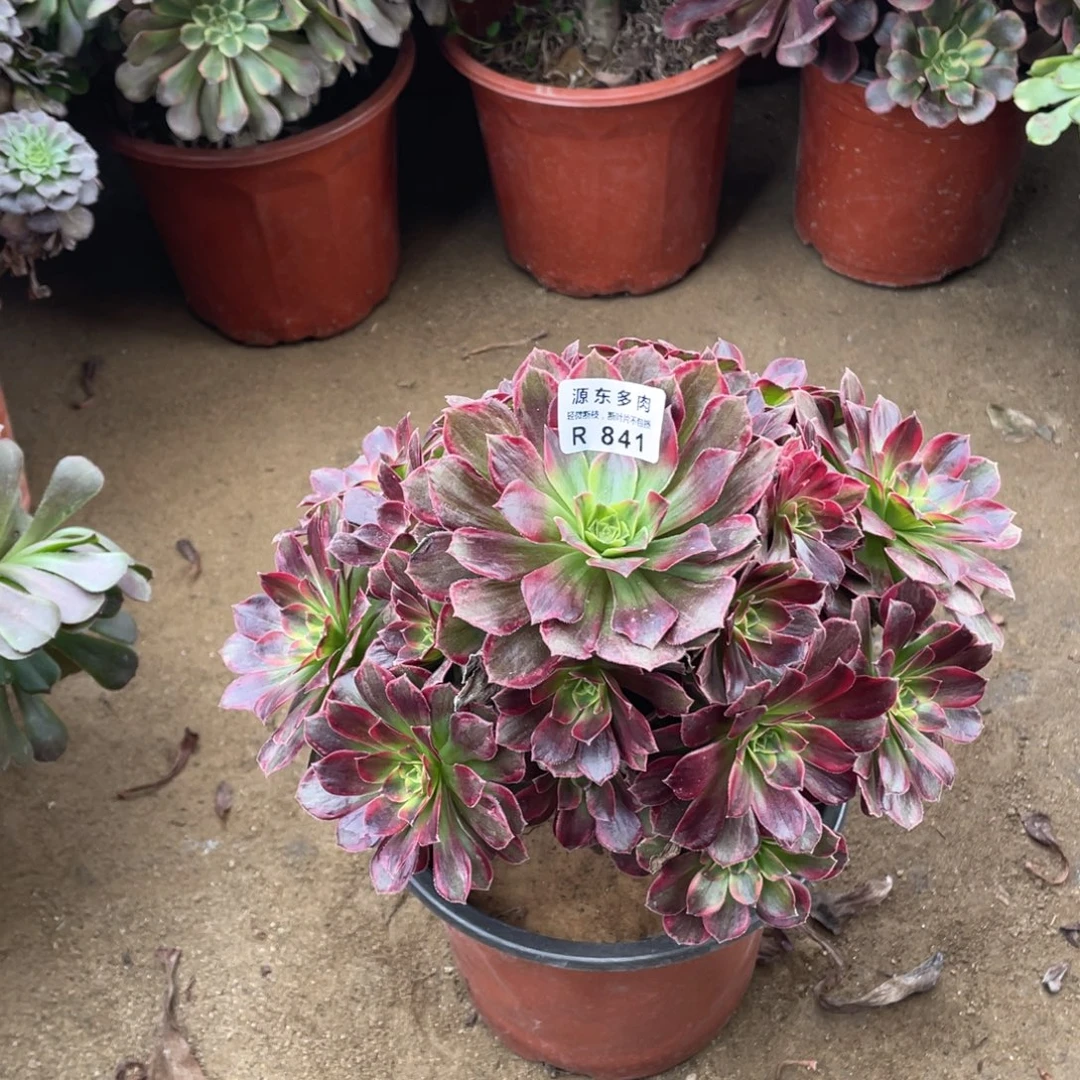 841安娜多肉法师断枝不包