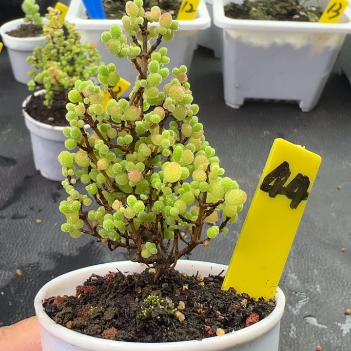 44号彩色蜜橘 一物一拍