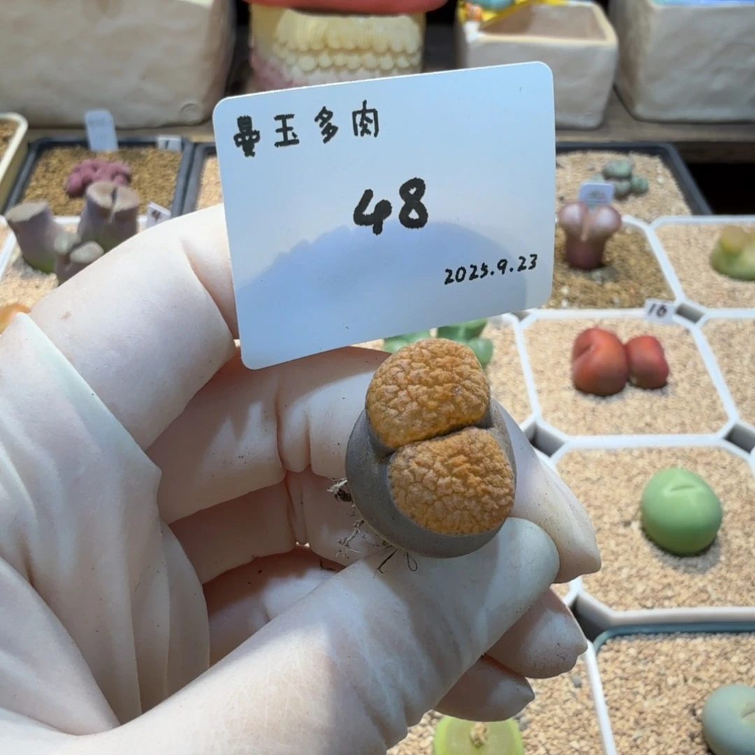 一***晴多肉多肉多肉9.23-048 EH980