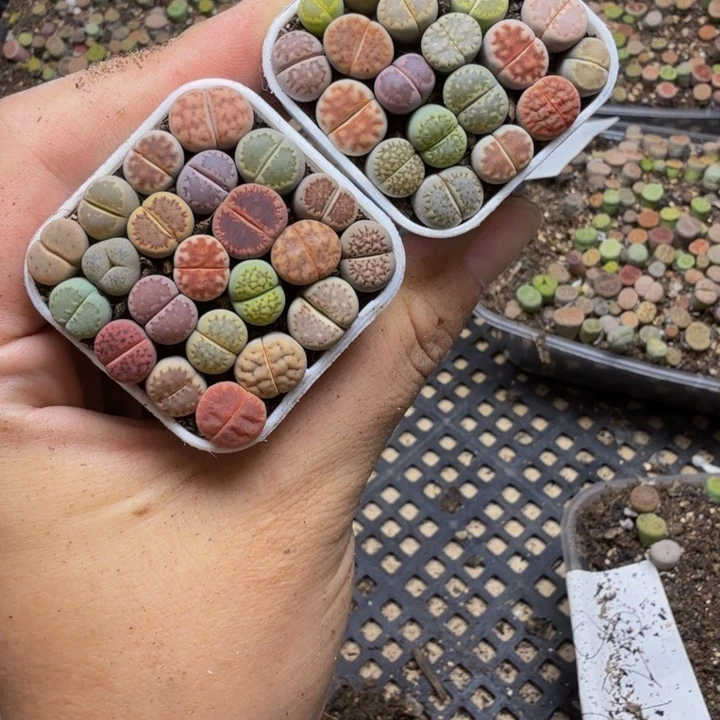 ****多肉植物的生长433