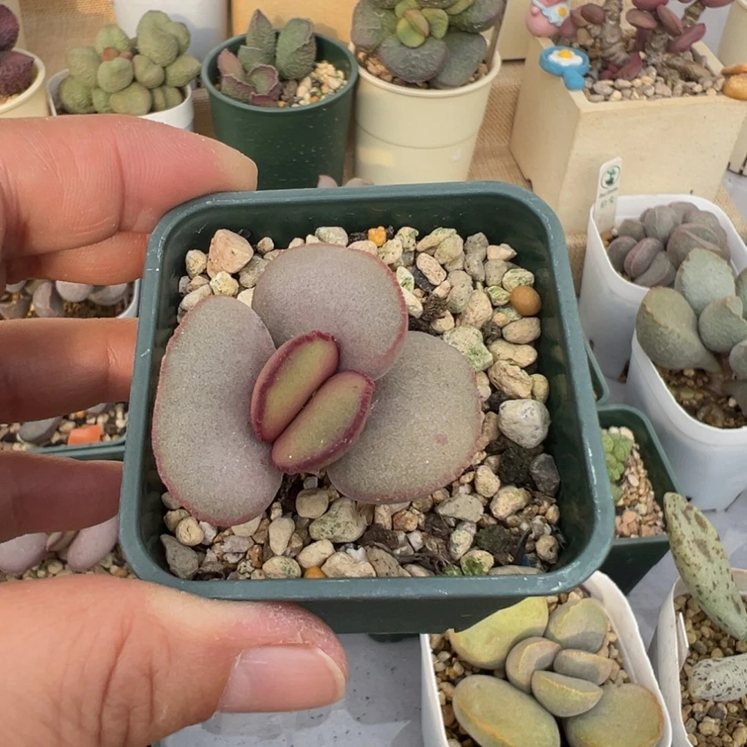 24 号好看的水泡冲冲冲