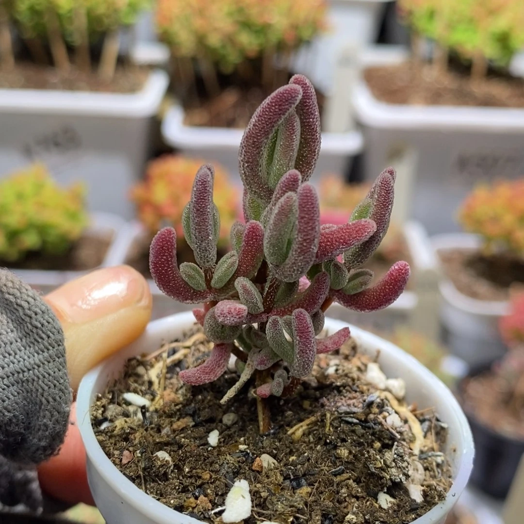 晚*?实生红叶A807枝干番杏