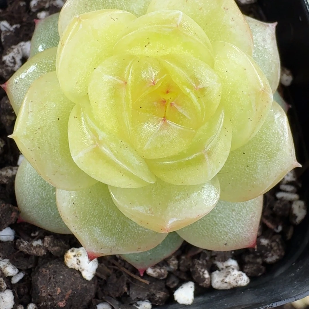 1214-57-3013单头一颗多肉