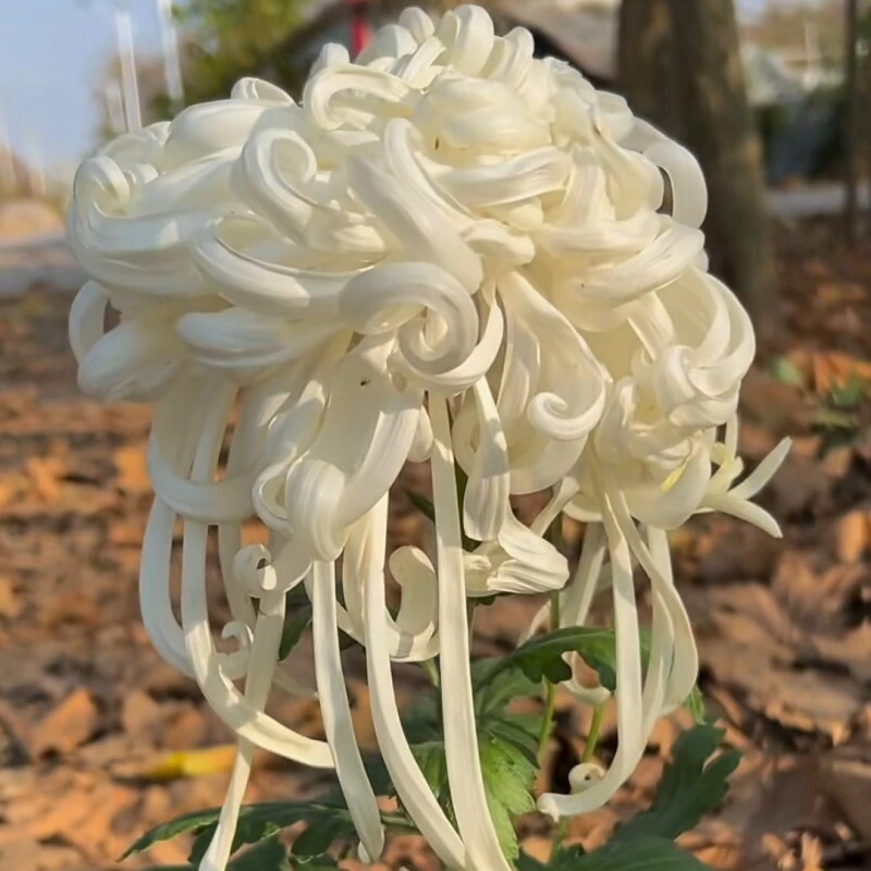 瑞云殿菊花小苗，瑞云殿菊花小苗，