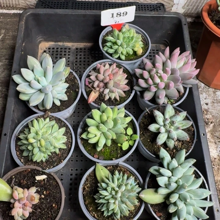 189多肉植物一物一拍
