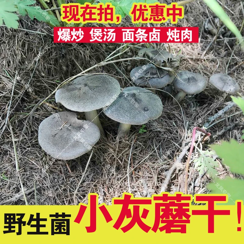 新货小灰蘑干野生灰草蘑灰口蘑野生菌干货灰蘑爆炒煲汤做馅均可