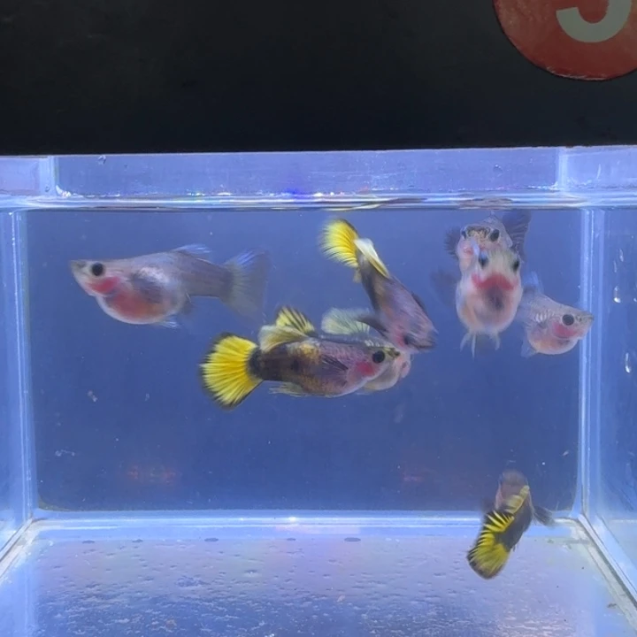 王***：孔雀鱼金葵花玻璃猫短身四对