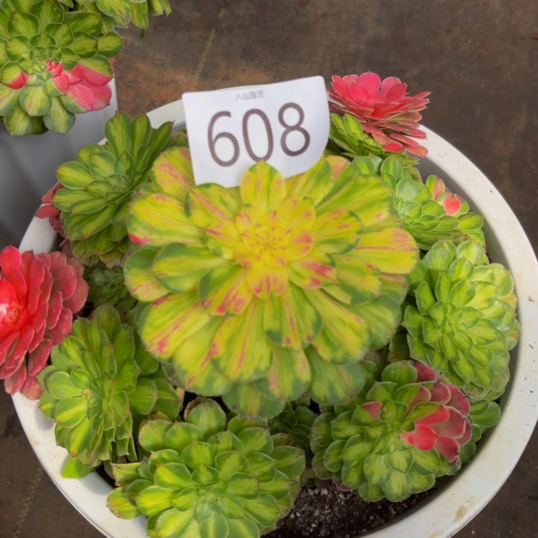 608多肉植物知否变异